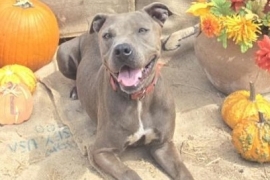 American Staffordshire Terrier