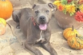 American Staffordshire Terrier