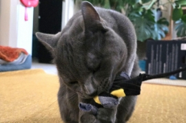 Domestic Short Hair Domestic Short Hair