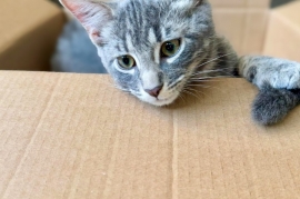 Domestic Short Hair Domestic Short Hair