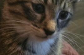 Domestic Short Hair Domestic Short Hair