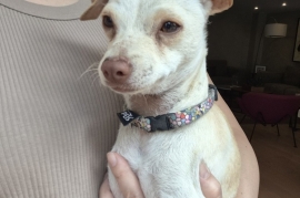 Chihuahua
