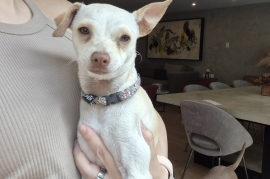 Chihuahua
