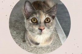 Domestic Medium Hair