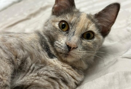 Domestic Medium Hair