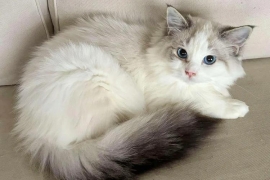 Ragdoll