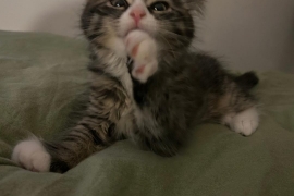 Domestic Long Hair Domestic Long Hair