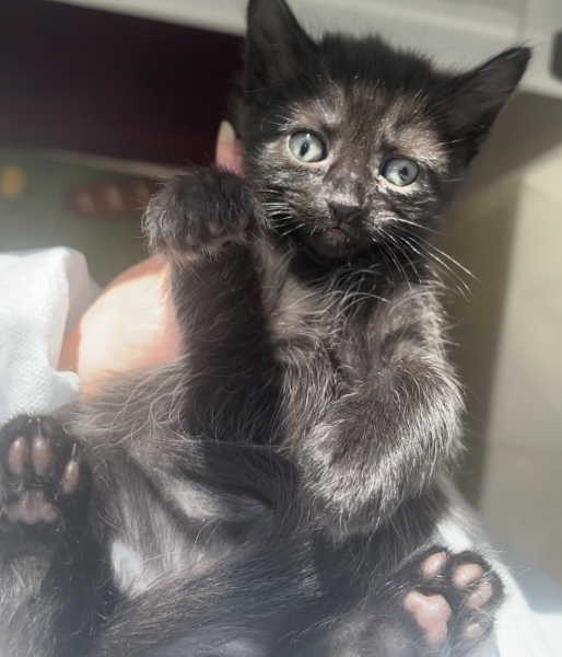 Domestic Medium Hair