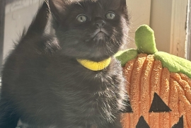 Domestic Medium Hair