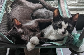 Domestic Short Hair Domestic Short Hair