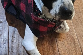 American Bully