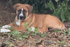 Boxer