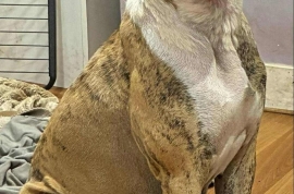 American Bully