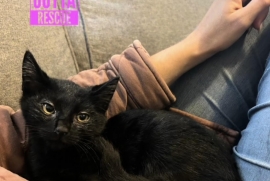 Domestic Short Hair Domestic Short Hair