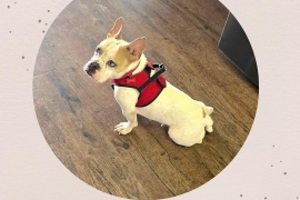 French Bulldog