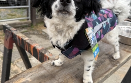 Chihuahua
