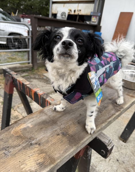 Chihuahua