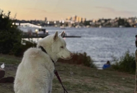 Siberian Husky