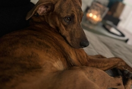 Vizsla