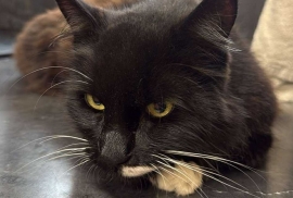 Domestic Medium Hair