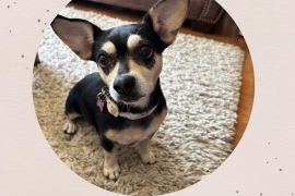 Chihuahua