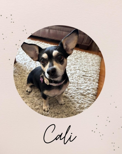 Chihuahua