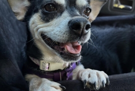 Chihuahua