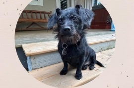 Terrier
