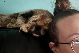 Cairn Terrier Cairn Terrier