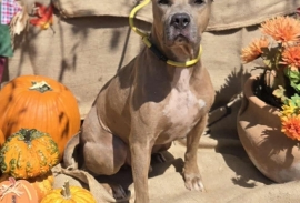 American Staffordshire Terrier