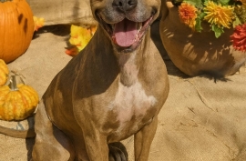 American Staffordshire Terrier