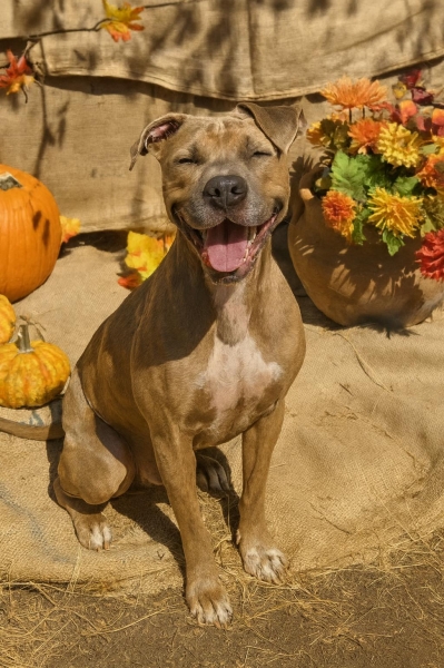 American Staffordshire Terrier
