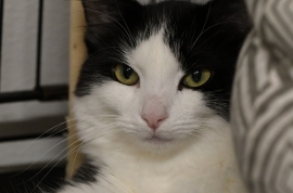 Domestic Medium Hair