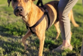 Xoloitzcuintli / Mexican Hairless
