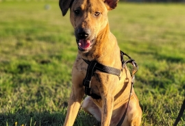 Xoloitzcuintli / Mexican Hairless