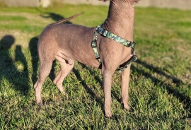 Xoloitzcuintli / Mexican Hairless