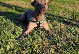 Xoloitzcuintli / Mexican Hairless