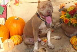 American Staffordshire Terrier