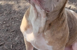 American Staffordshire Terrier American Staffordshire Terrier