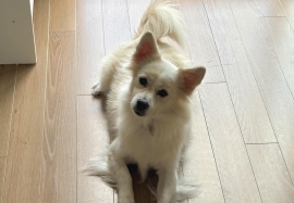 Mixed Breed