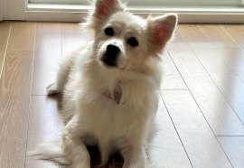 Mixed Breed