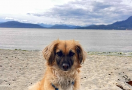 Mixed Breed