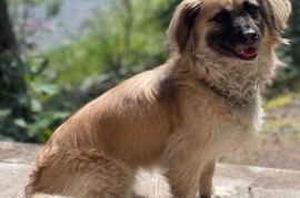 Mixed Breed