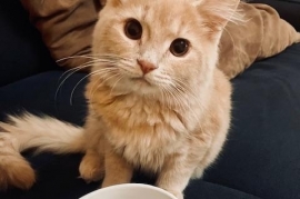 Domestic Medium Hair