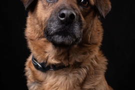 Black Mouth Cur