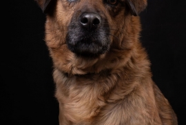Black Mouth Cur