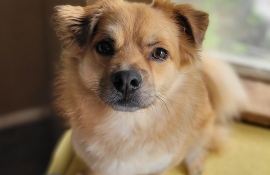 Spitz