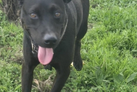 Black Labrador Retriever