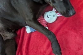 Black Labrador Retriever
