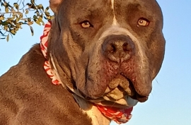Pit Bull Terrier